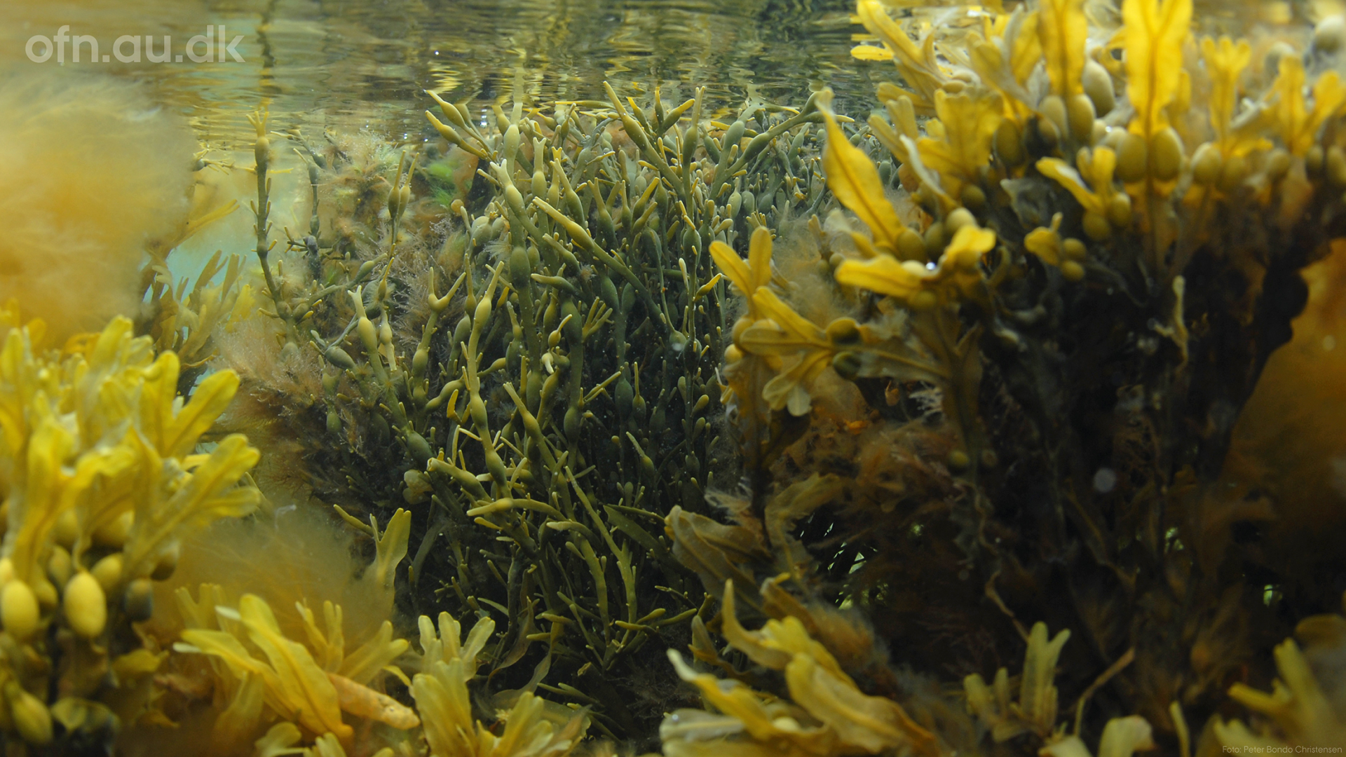 Seaweed // livestream from Aarhus University