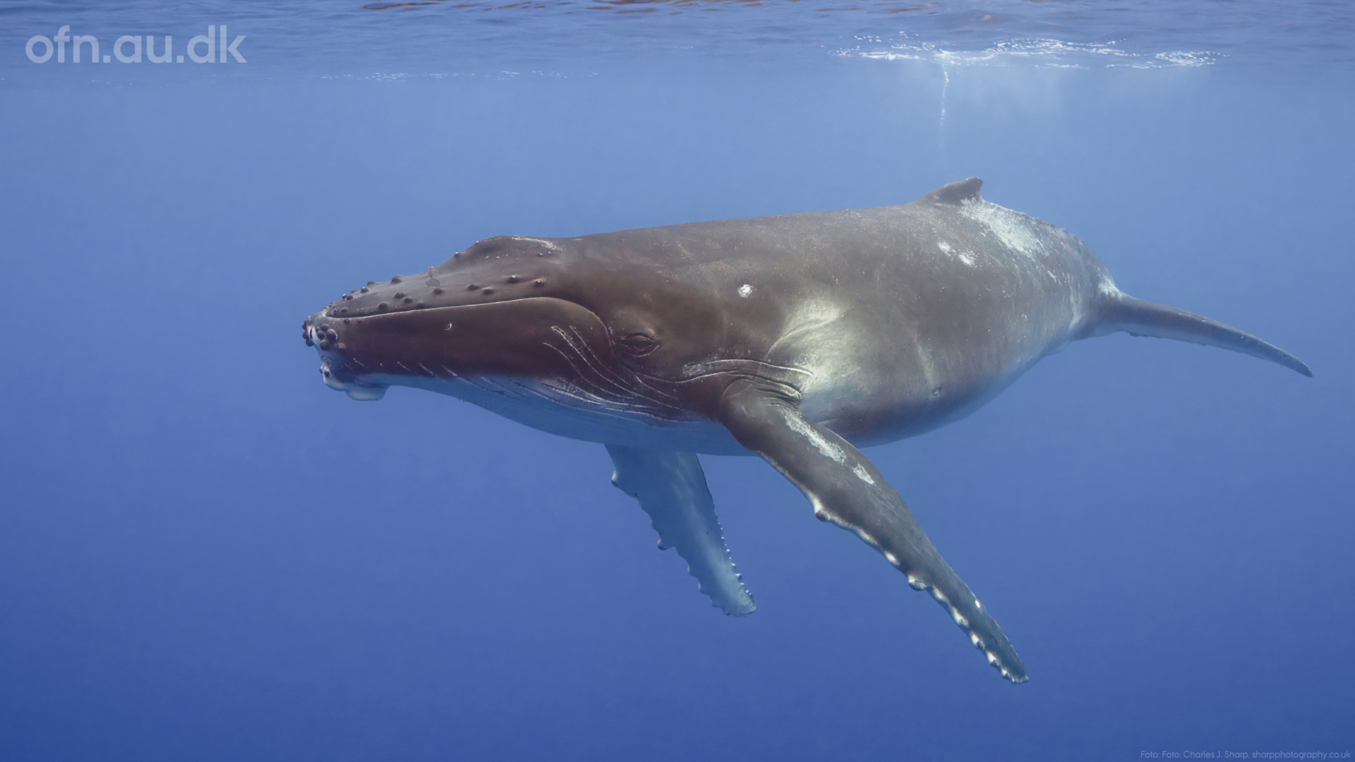 With the Giants of the Sea on the Hunt // Livestream from Aarhus University