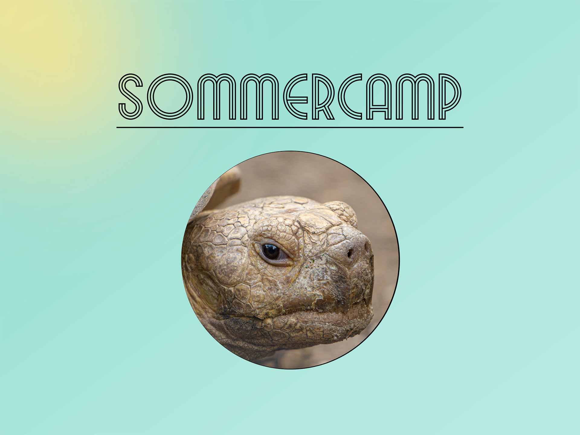 Summer Camp - Day 3 // Turtles, Snakes, and Sci-Fi